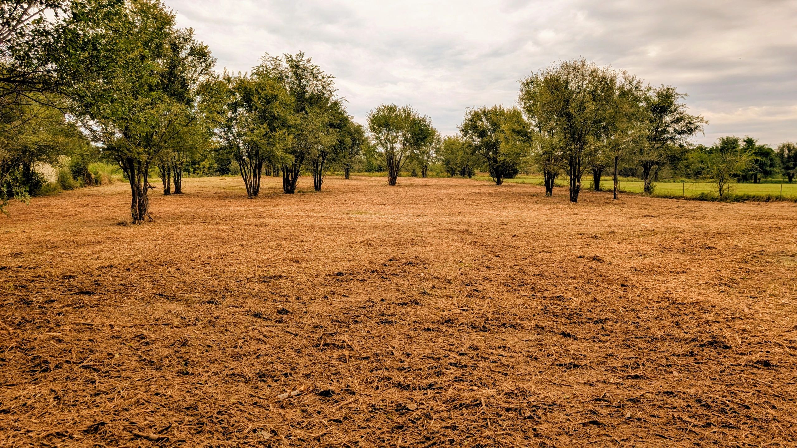 A landscape with scattered trees and dry ground under a cloudy sky.