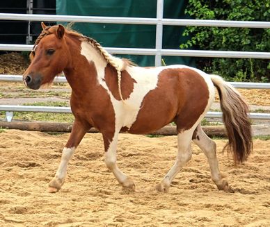 Braun-weiß geschecktes Pony läuft im Sand.