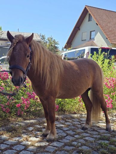 Braunes Pony mit geflochtener Mähne vor Haus und Blumen.