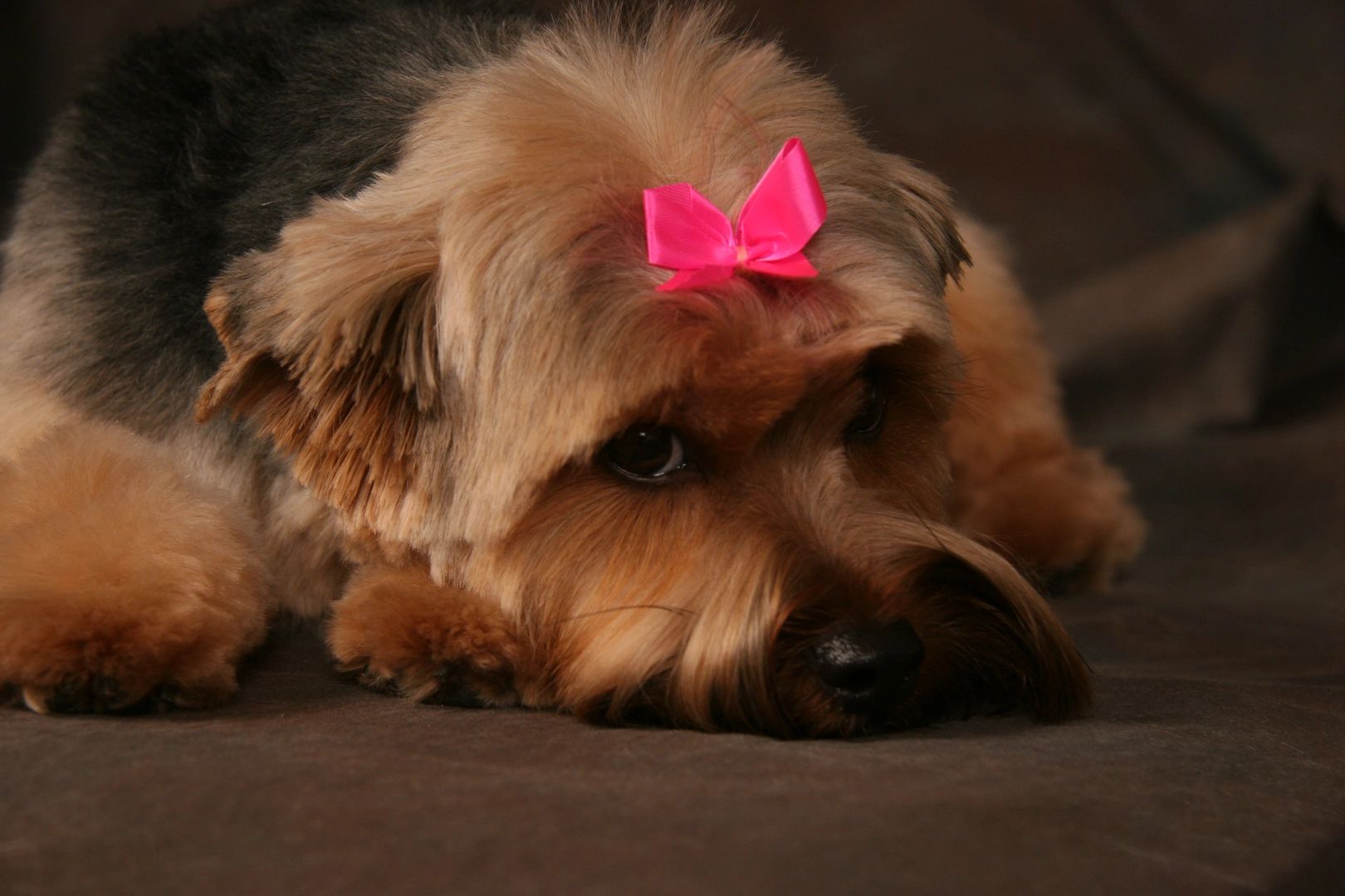 Suds N' Scissors Pet Grooming Lincoln, Nebraska