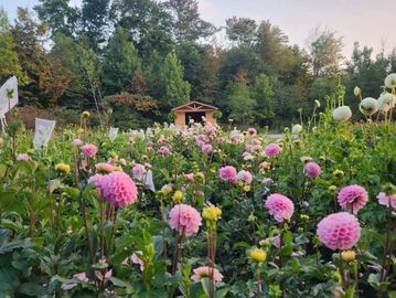 Field of pink flowers with a wooden shed in the background.