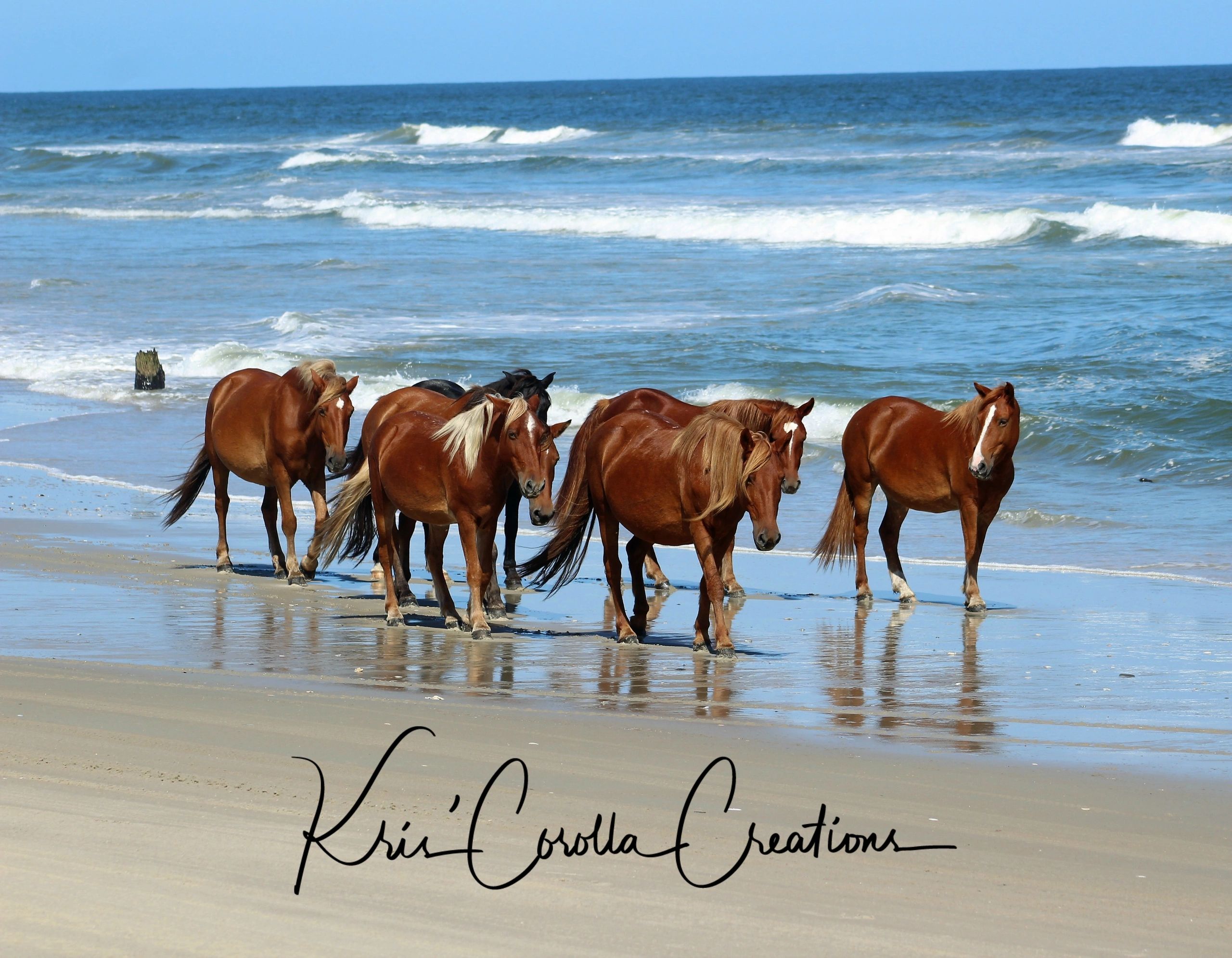 Corolla Wild Horses - Horse Canvases