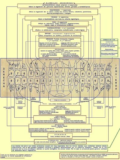 Relacion Dientes-Organos