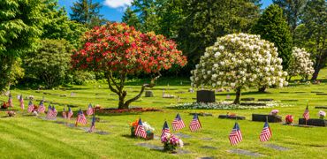 Memorial flags and blossoming trees in a peaceful cemetery.