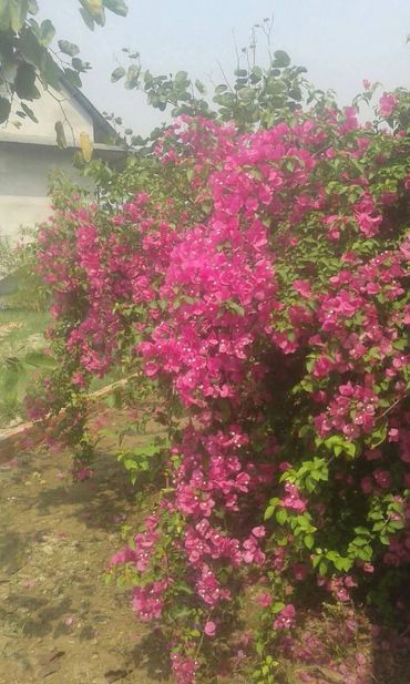 Add colour to boundary wall with flowers. Done at a resort