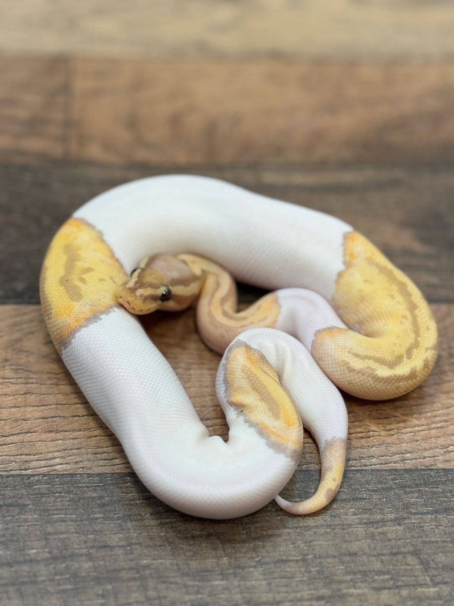 Banana Pastel Pied Ball Python