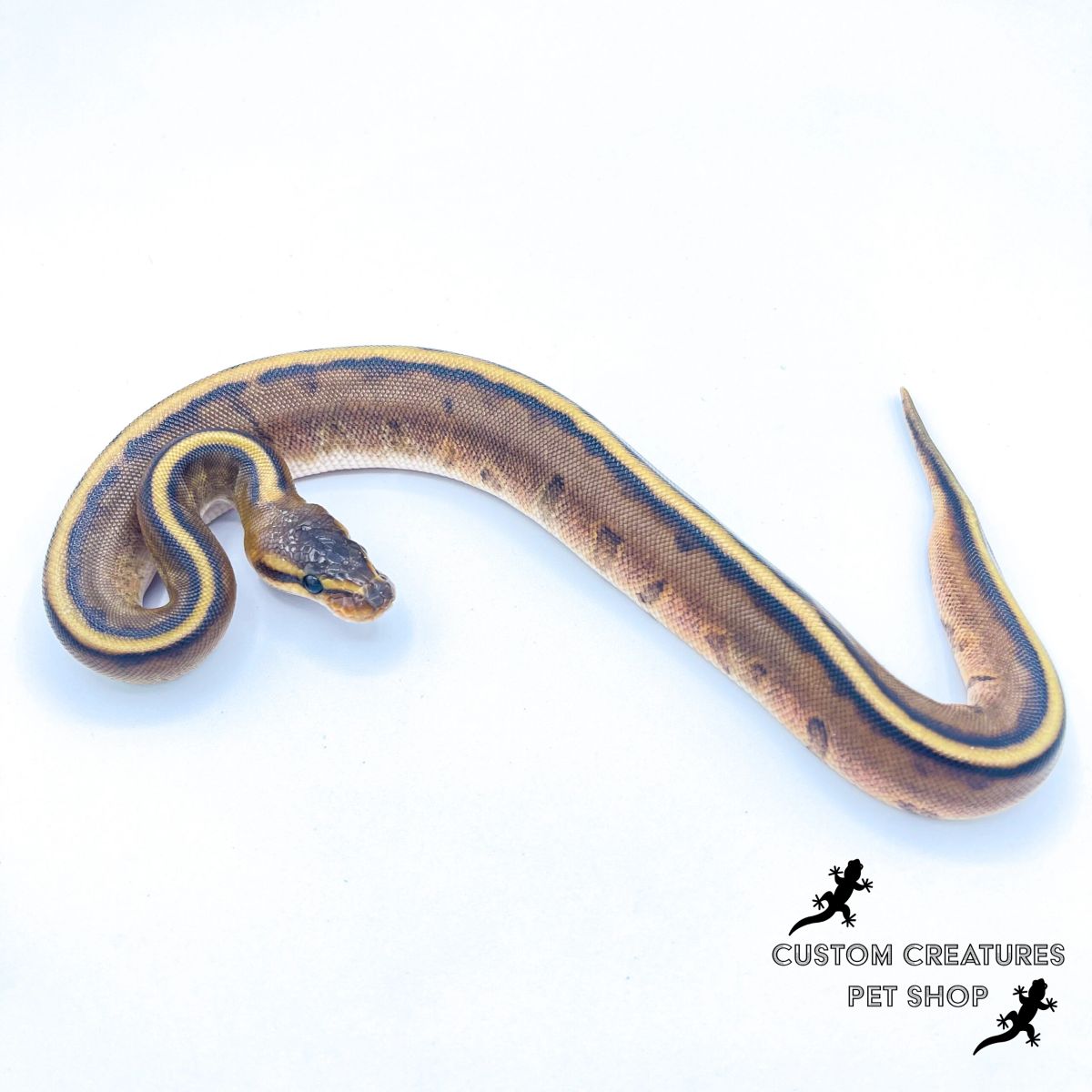 Pastel Genetic Stripe Ball Python (Baby)
