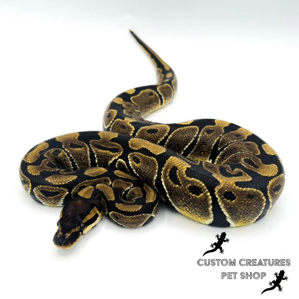 Normal Ball Python (Baby)