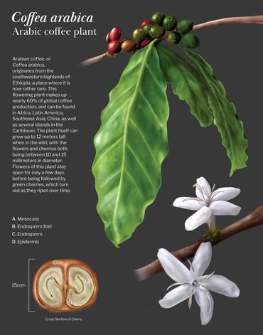 A botanical plate of the Coffea arabica plant.