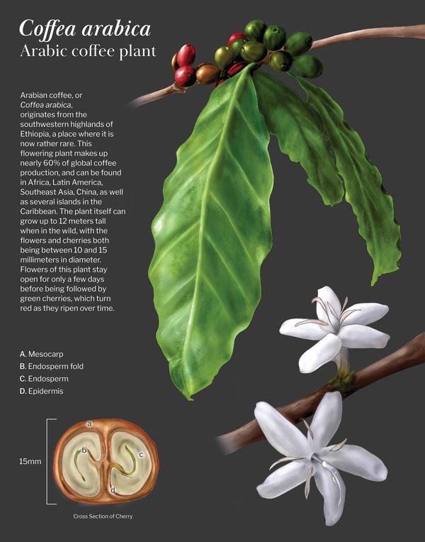 A botanical plate of the Coffea arabica plant.