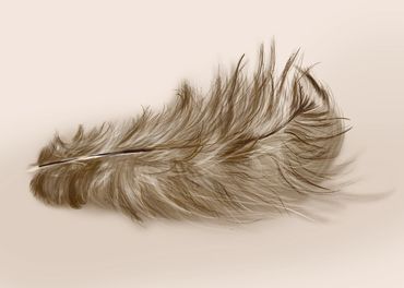 Digital rendering of a feather. 
