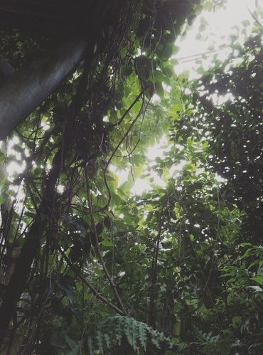 Greenery at the Cleveland Botanical Gardens. 