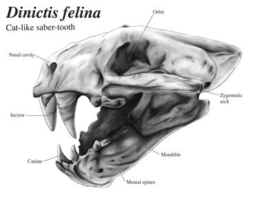 Carbon duse of a feline skull. 