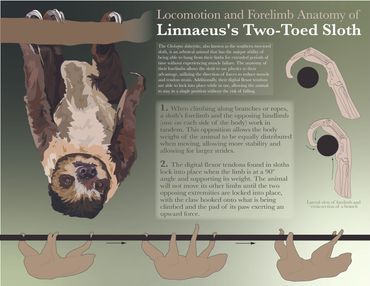 Vector illustration and diagram of a two-toed sloth. 