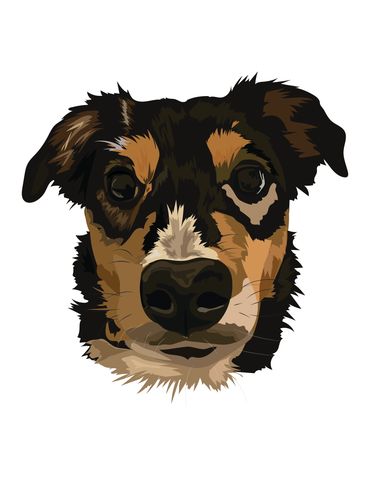 Vector illustration of a Texas Heeler. 