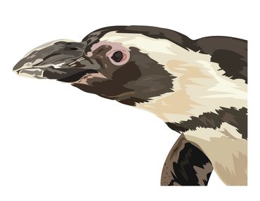 Vector illustration of an African Penguin. 