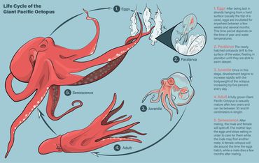 Life cycle diagram of a giant pacific octopus. 