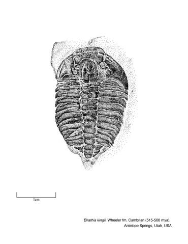 Stippling of an Elrathia kingii specimen of the Wheeler shale formation  of Utah, USA, 