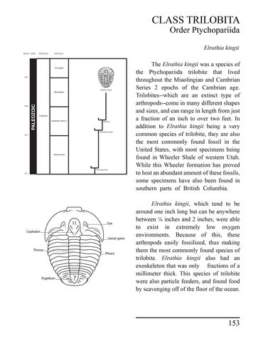 Timeline and simple illustration for more information of the Elrathia kingii. 