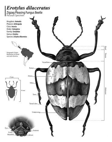 Zigzag pleasing fungus beetle diagram. 