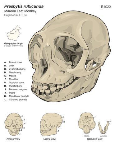 Diagram of the cranial bones of a maroon leaf monkey. 