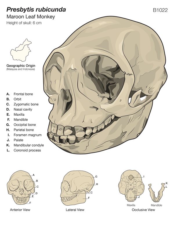 Diagram of a maroon leaf monkey's skull.