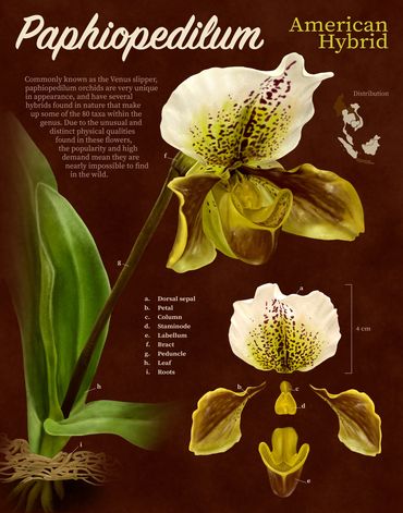 A botanical plate of a Paphiopedilum orchid. 