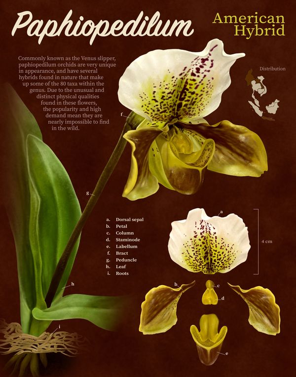 A botanical plate of a Paphiopedilum orchid. 
