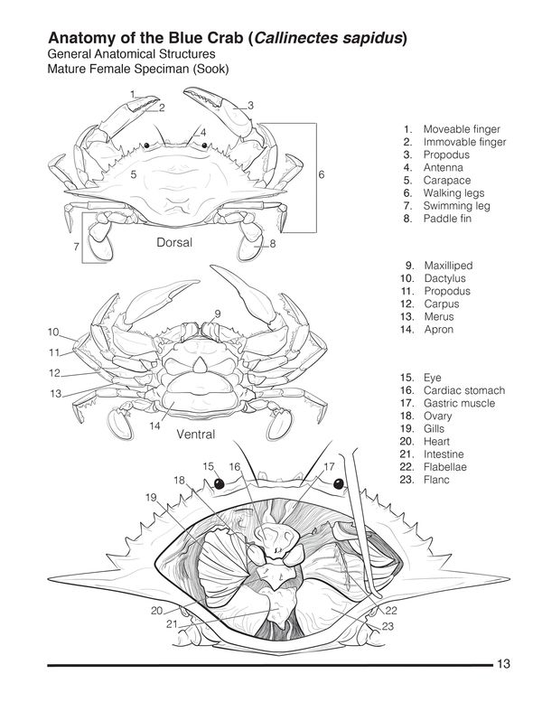 Anatomical diagram of a dissected mature female blue crab. 