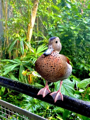 Duck sitting on a rail. 