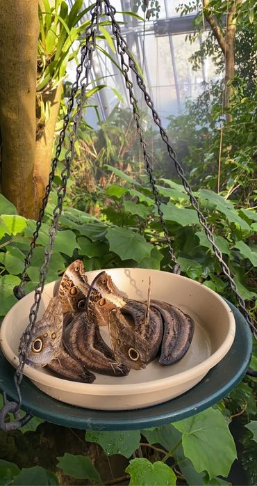Butterflies on bananas. 