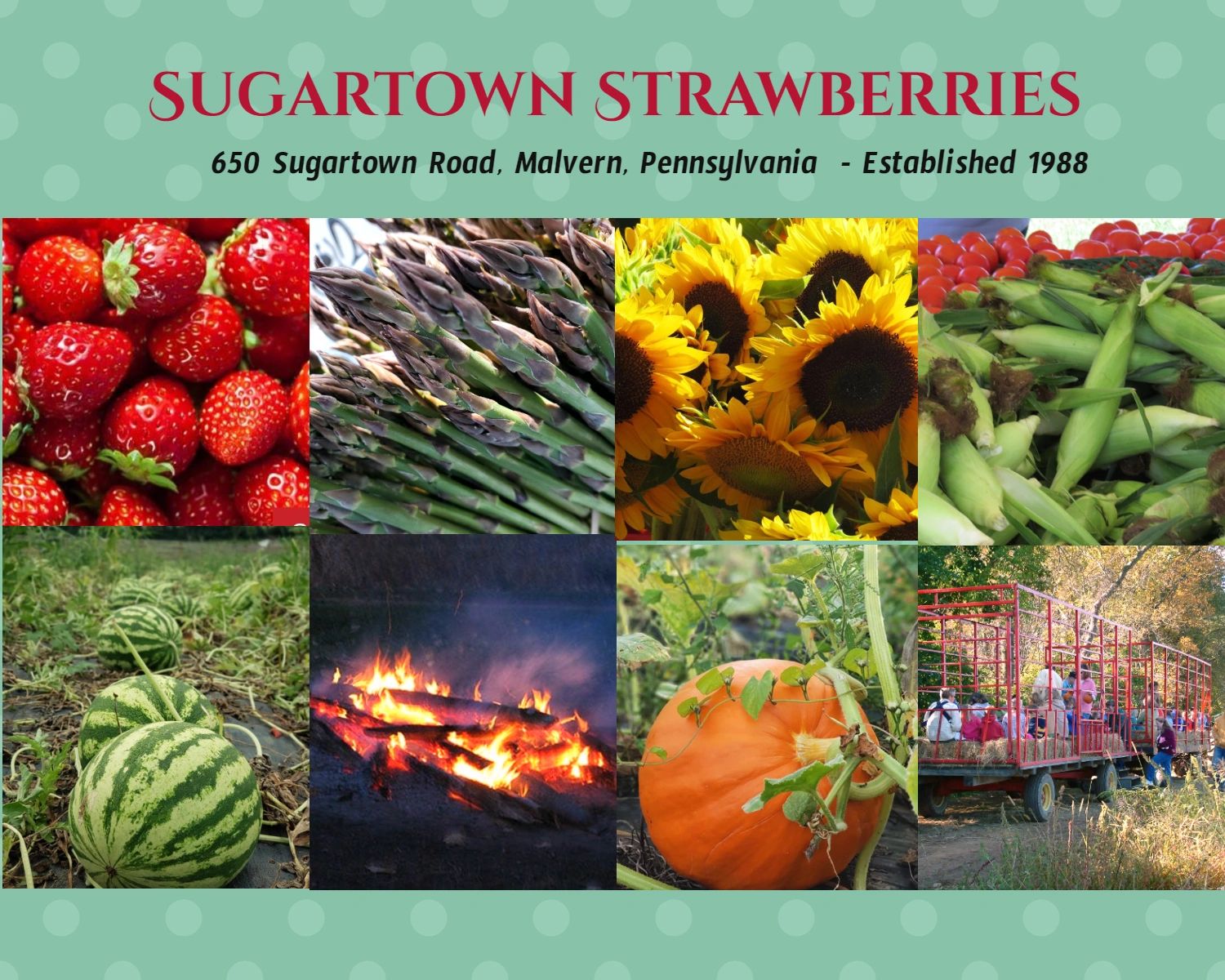 Sugartown Strawberries in Malvern