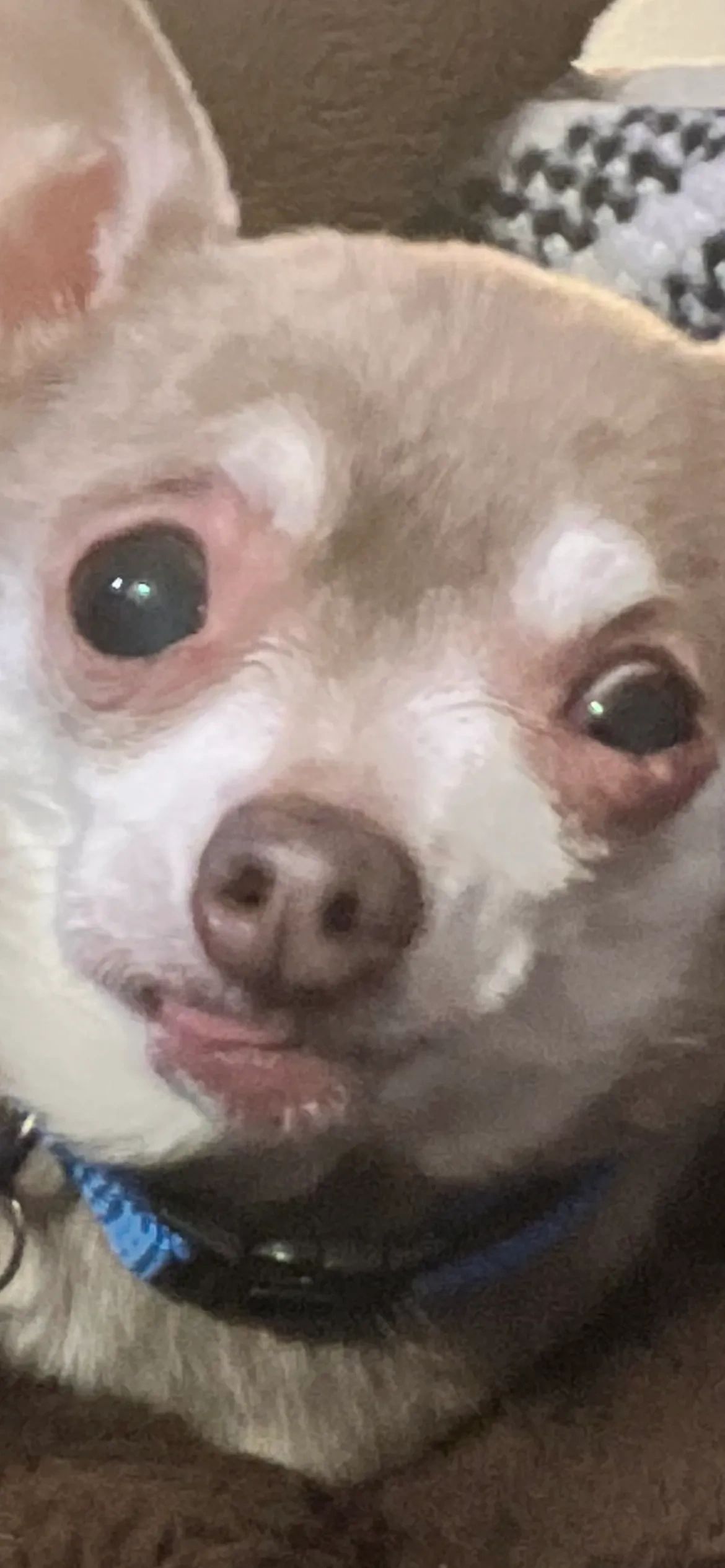 Close-up of a Chihuahua's face with a blue collar.