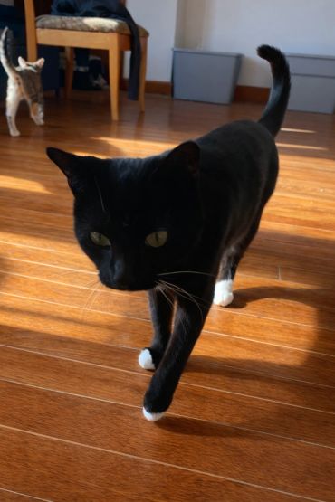 Black cat walking on wooden floor with sunlight.