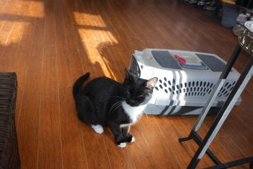 Black and white cat sitting on wooden floor.