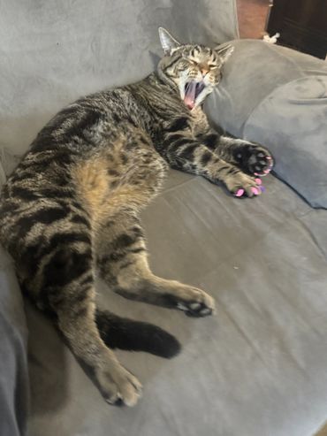 Tabby cat yawning on gray couch.