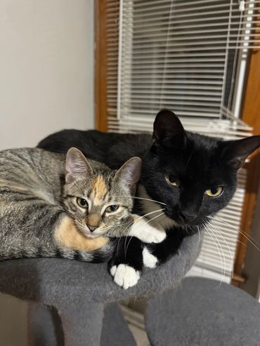 Two cats cuddling on a cat tree.