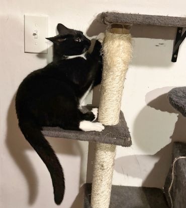 Black and white cat climbing a scratching post.