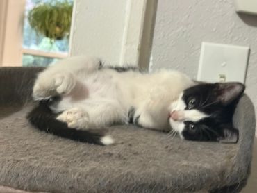 Black and white kitten lying on a carpeted platform.