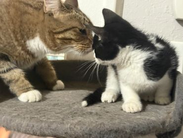 Two cats touching noses on a perch.