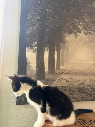 Black and white cat sits near a wall with a forest mural.