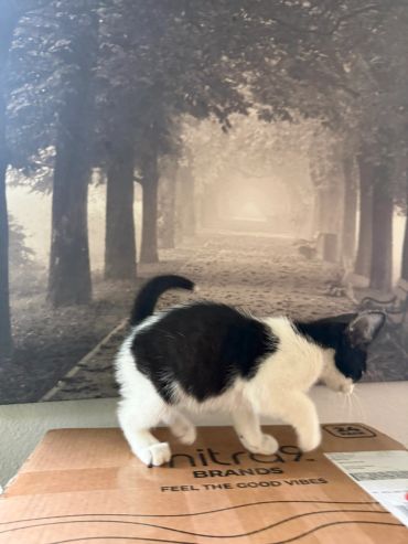 Black and white cat walking on a cardboard box indoors.