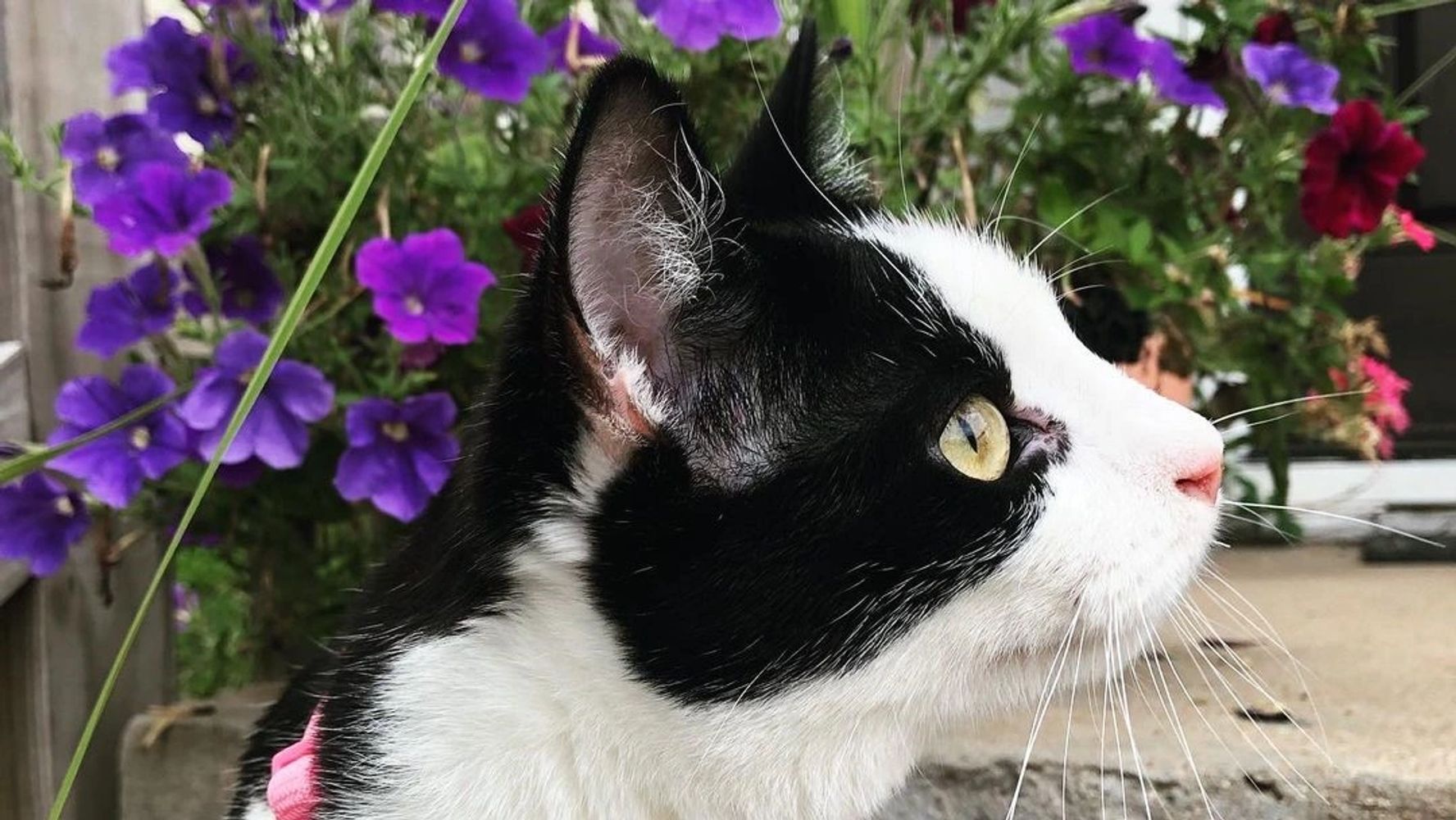 A black and white cat stares intently beside some purple flowers