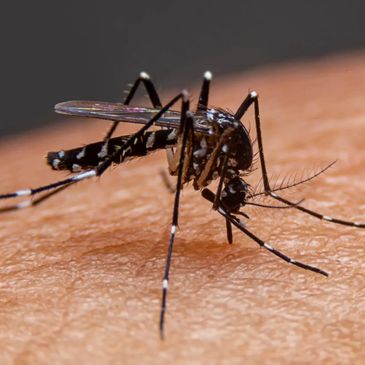 Saratoga Springs mosquito on Saratoga mans arm