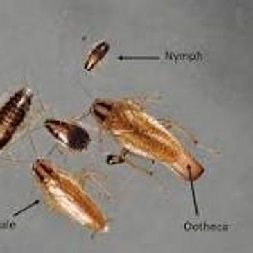 German Cockroach growth stages