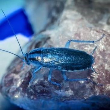 German Cockroach tending to an egg sack