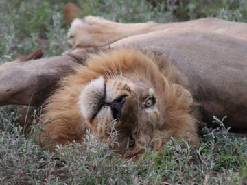 Lion lying around