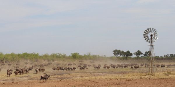 Buffalo herd under windmill