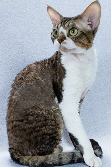 Curly-coated cat with large green eyes sitting against a soft backdrop.