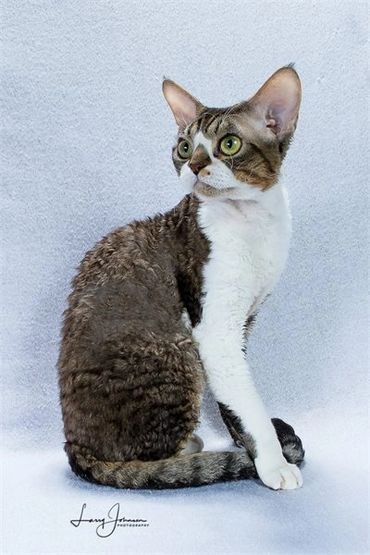 Curly-coated cat with large green eyes sitting against a soft backdrop.